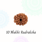 10 Mukhi Rudraksha | Vaidik Online