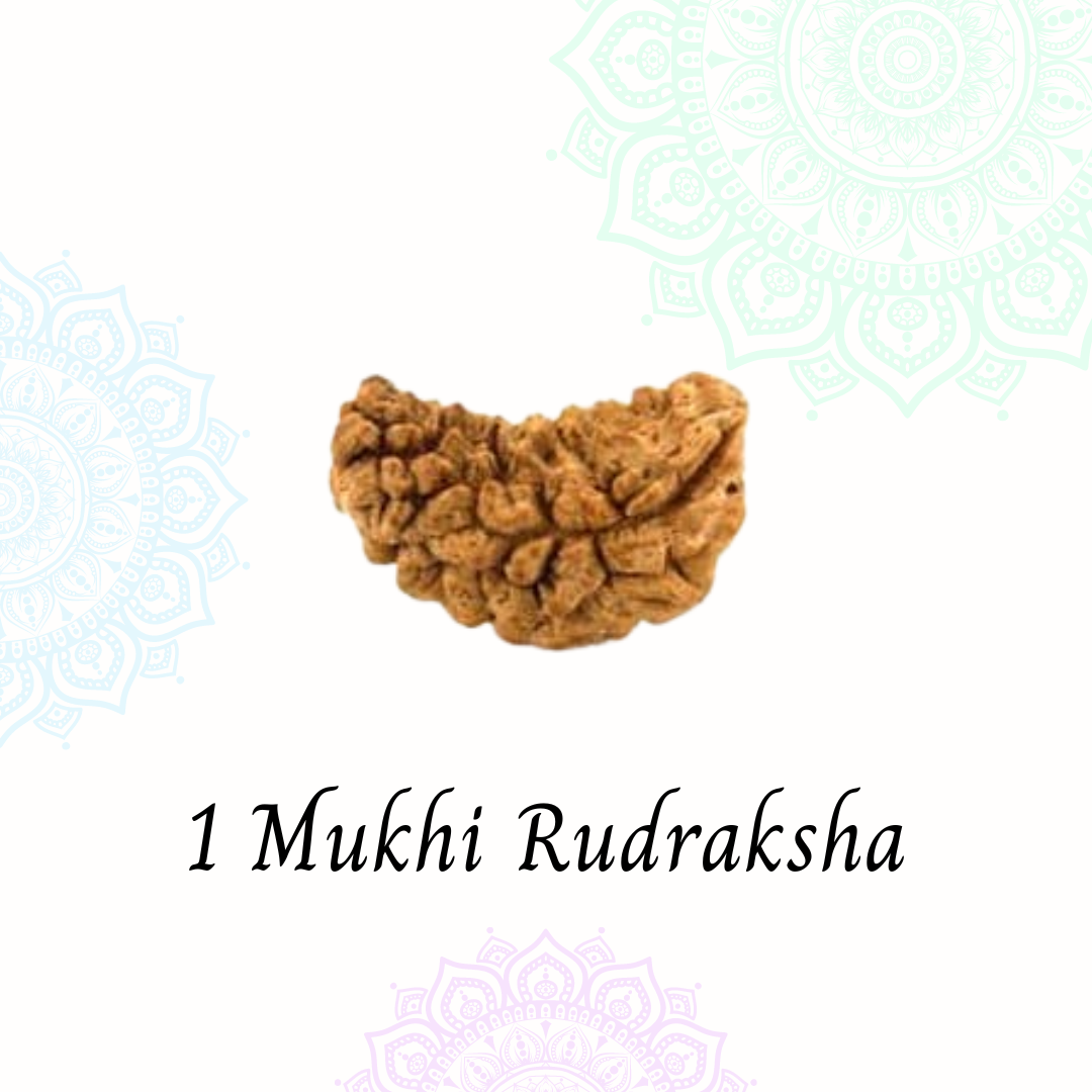 1 Mukhi Rudraksha (without cap)- Kaju shape | Vaidik Online