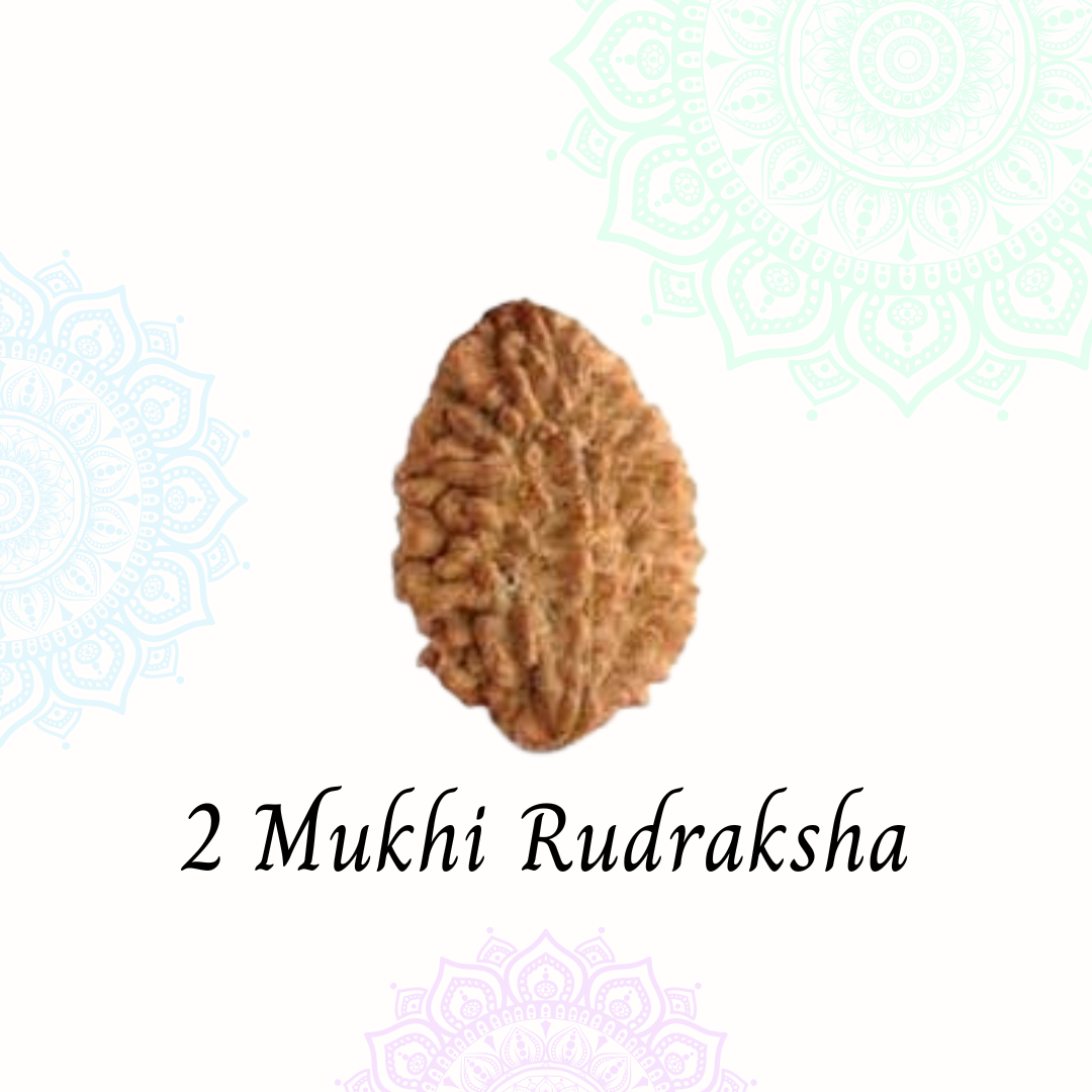 2 Mukhi Rudraksha | Vaidik Online