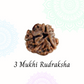 3 Mukhi Rudraksha | Vaidik Online