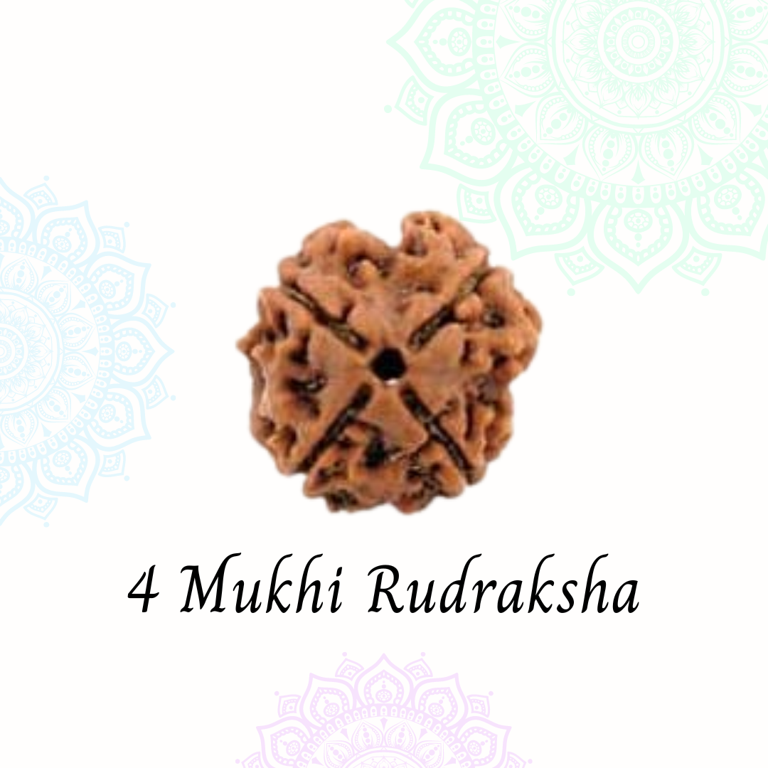 4 Mukhi Rudraksha | Vaidik Online