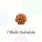 7 Mukhi Rudraksha | Vaidik Online