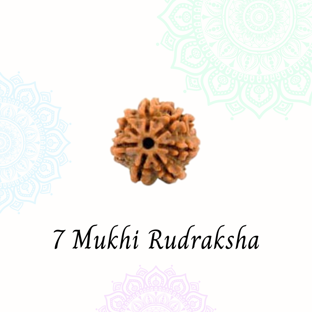 7 Mukhi Rudraksha | Vaidik Online