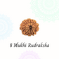 8 Mukhi Rudraksha | Vaidik Online