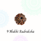 9 Mukhi Rudraksha | Vaidik Online
